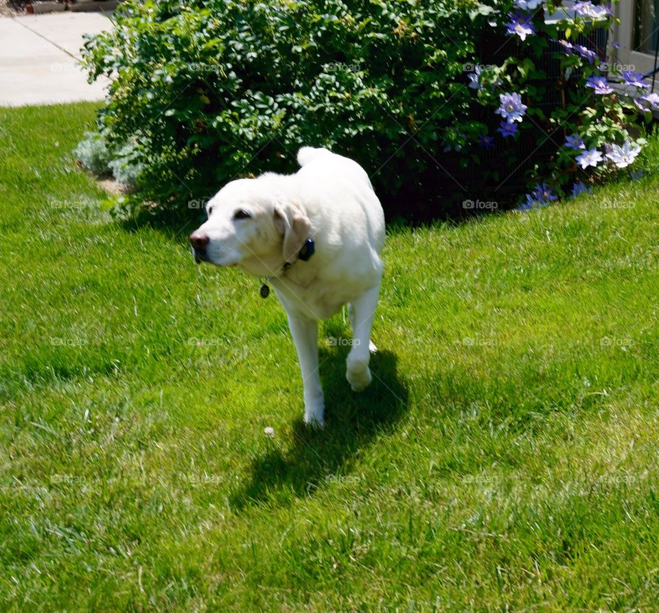 Dogs. Lab Crossing