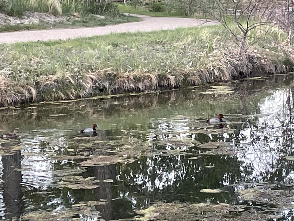 Ducks playing in a pond