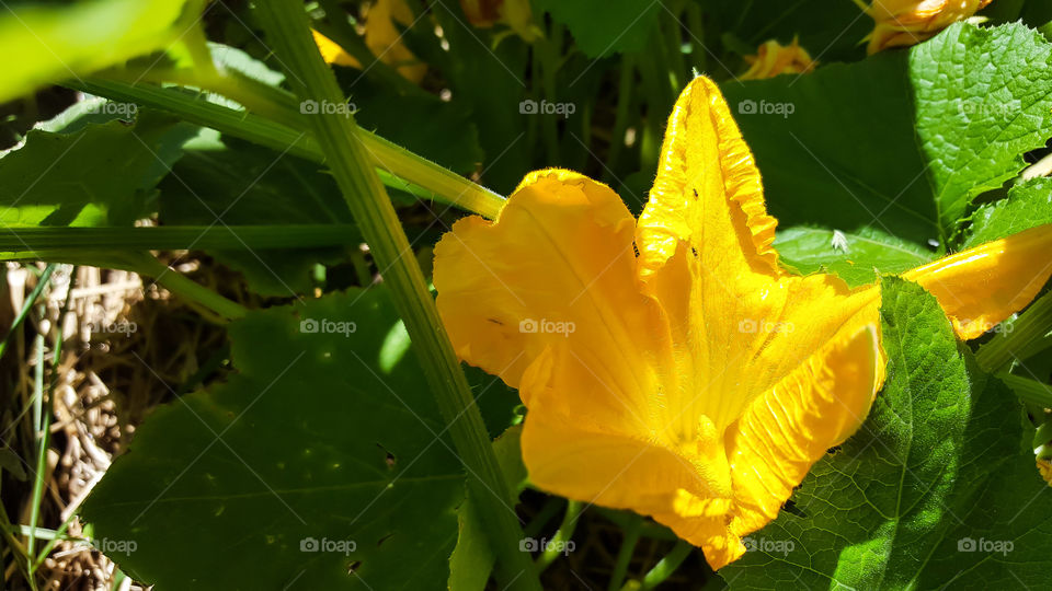 Squash Blossom- Happy little squash blossom in our backyard mini-farm.