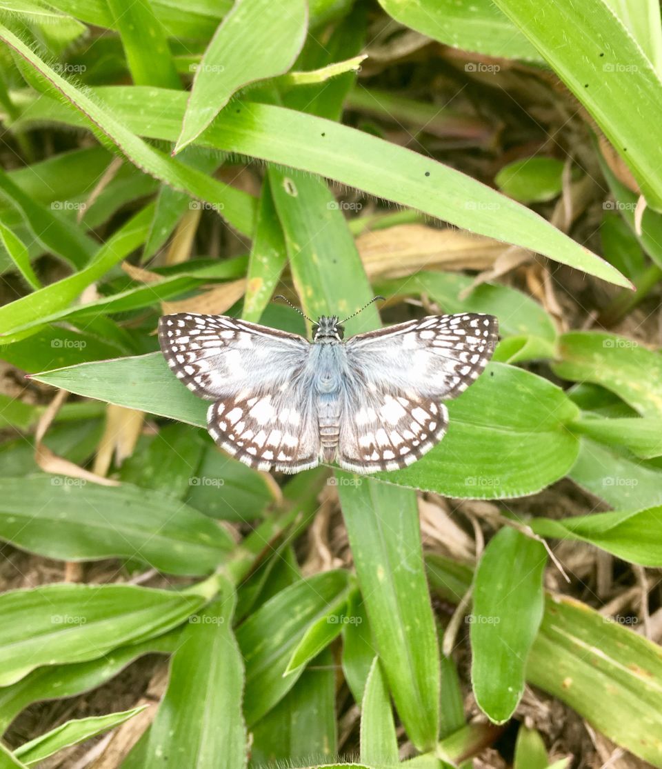 🇺🇸 The discreet butterfly shows us that even micro in size, it is macro in beauty! / 🇧🇷 A borboleta tão discreta nos mostra que mesmo micro em tamanho, ela é macro em beleza!