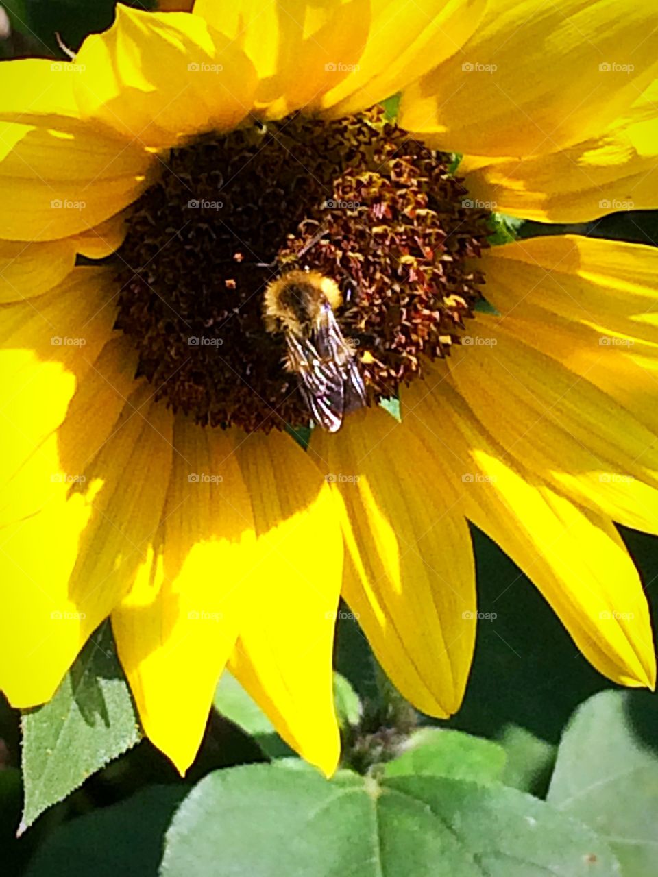 Happy Sunflowers 