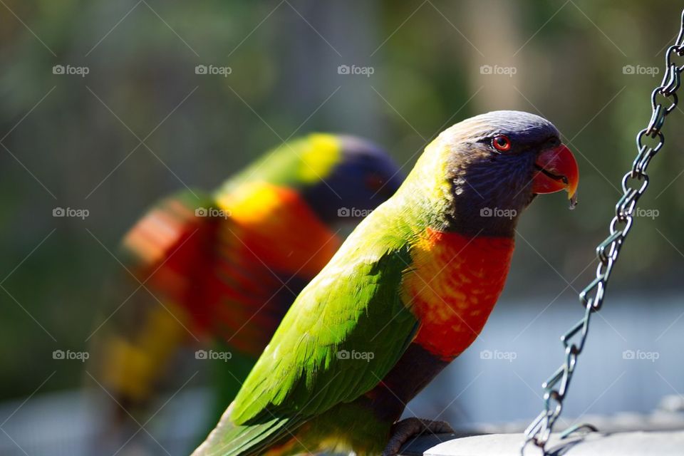 Rainbow Lorakeets