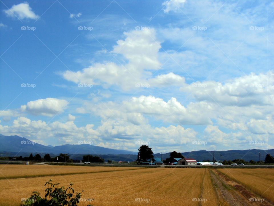 The view of the rice field.