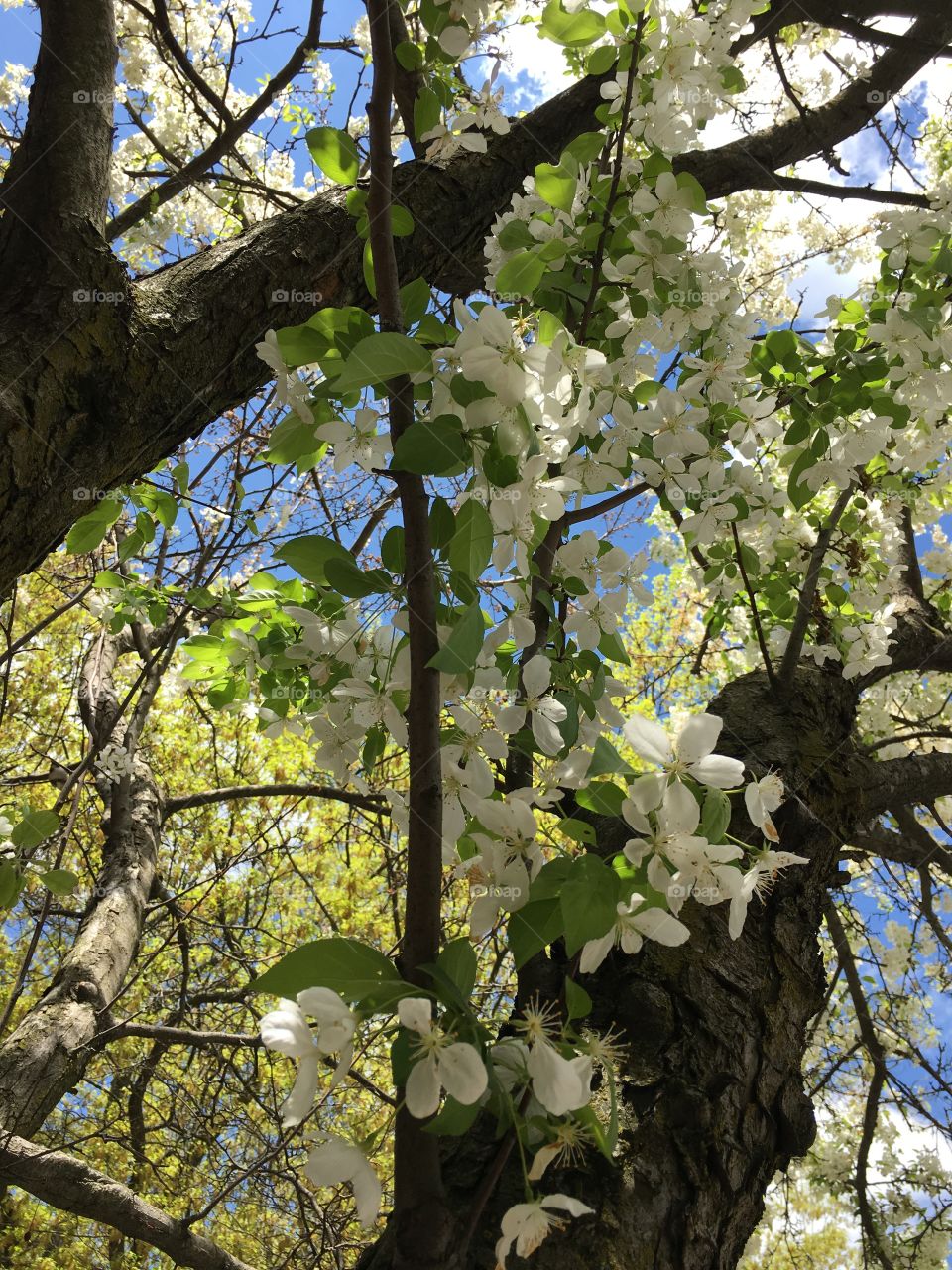 White flowers 