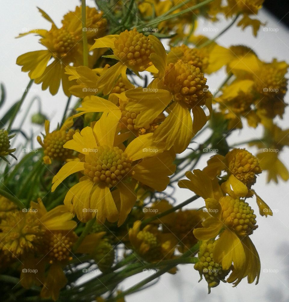 macro cluster yellow