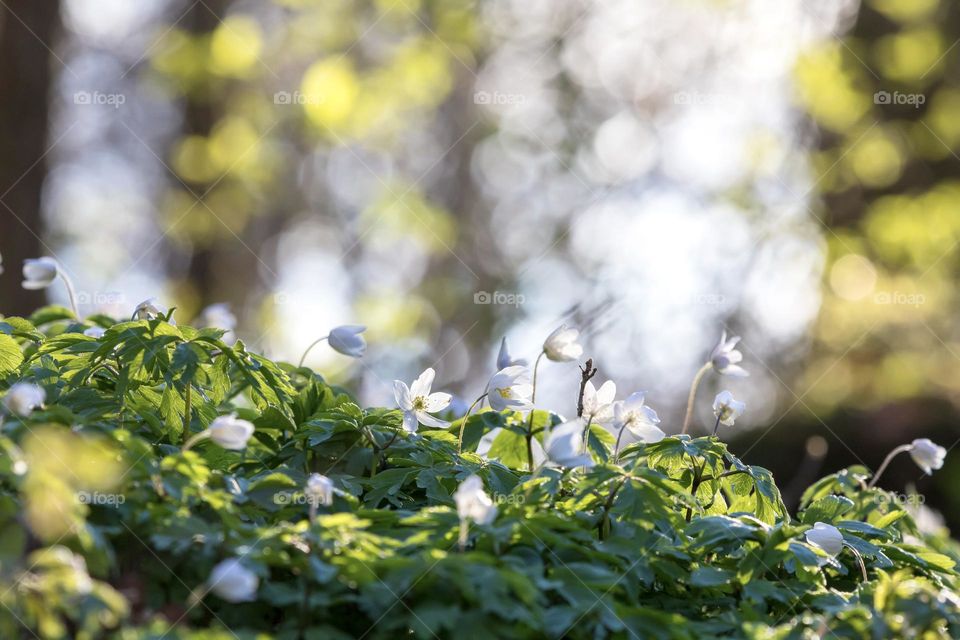 Sun shining on beautiful white wood anemone flowers growing in the forest, bokeh in the background 