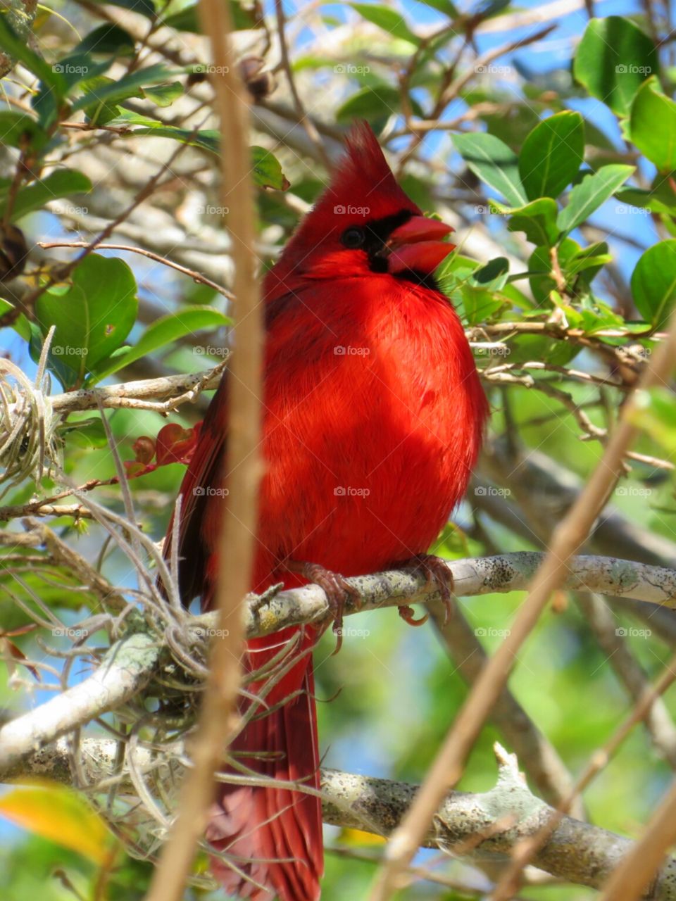 Red Cardinal Excited for Spring