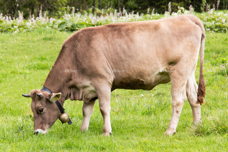 Bavarian German cow
