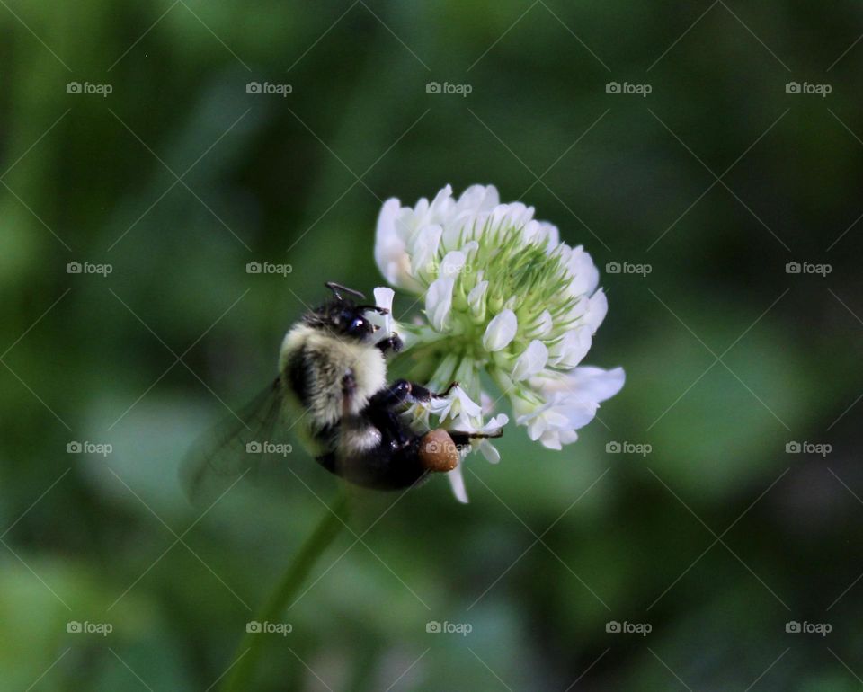 Honey Bee and A White Clover 