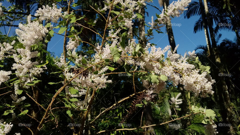 ใบ, ใบ, บุช, พืช, สวน, กล้วยไม้, กระจกดอกไม้

Bı, bı, buch, phụ̄ch, s̄wn, kl̂wymị̂, krack dxkmị̂

BLÄTTER, BLÄTTER, BUCHSE, PFLANZEN, GARTEN, ORCHARD, SPIEGELBLUME.

يترك ، يترك ، بوش ، النباتات ، الحديقة ، البستان ، زهرة المرآة.