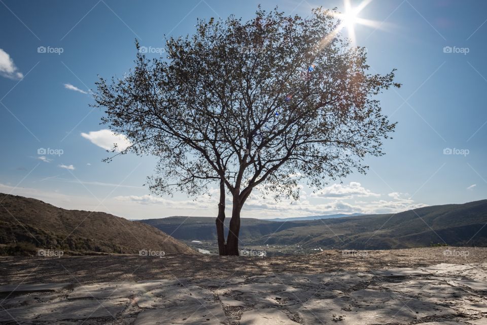 Sunny day shade on tree