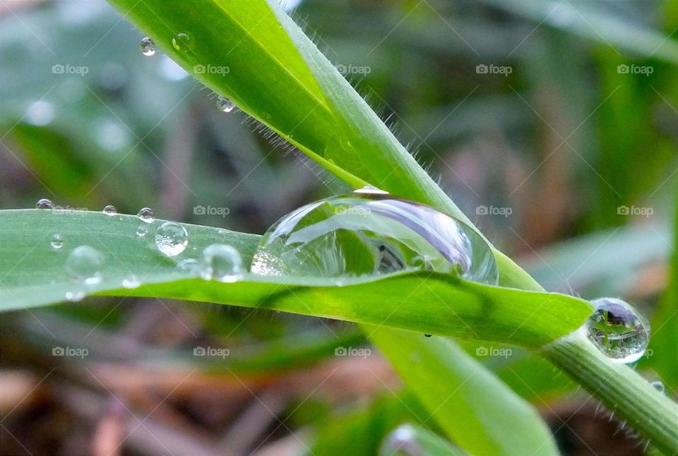 Raindrop