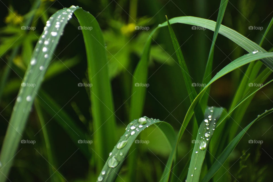 A fresh morning rain leaves beautiful beads of water on the grass