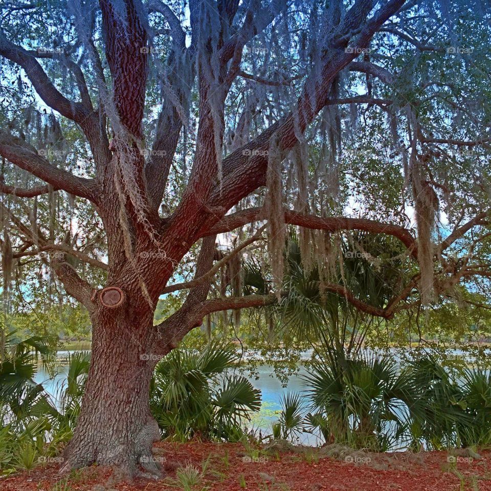 Oak tree. Oak tree in the golden hour
