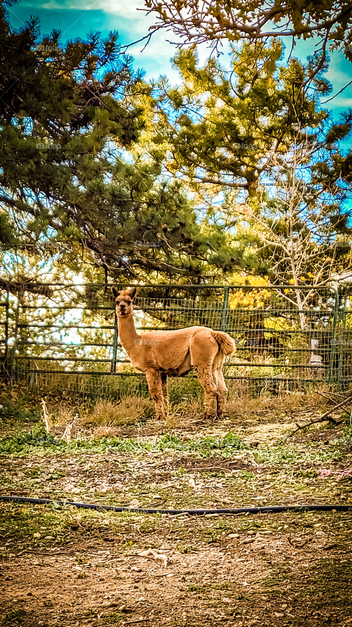 The llama was giving the stare-down of a lifetime after spitting at me just for standing there.