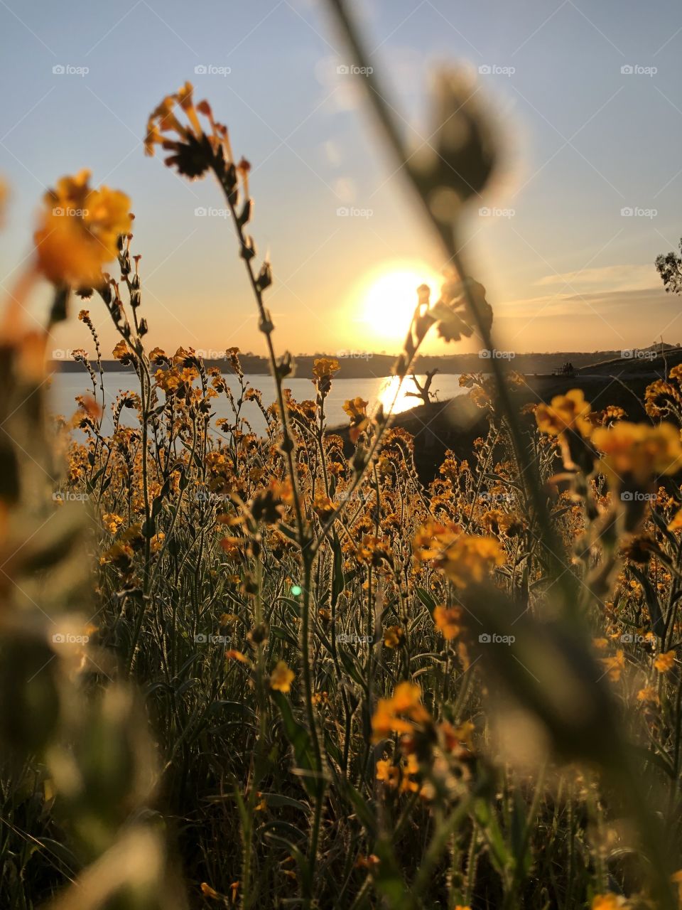 Flowers at sunset 