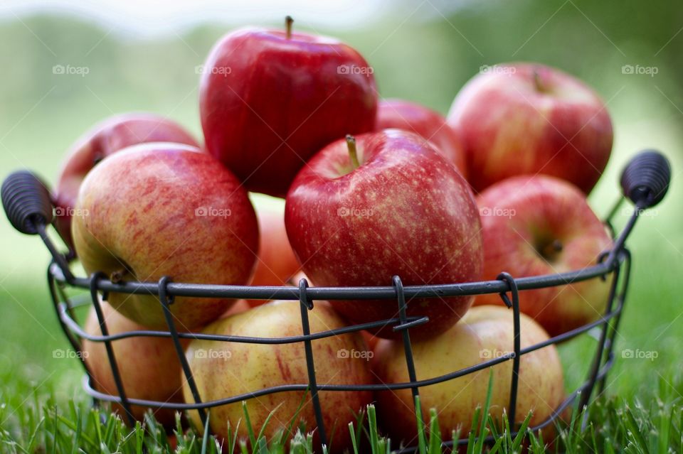 Fruits! - Apples in a wire basket on the grass against a background of blurred trees