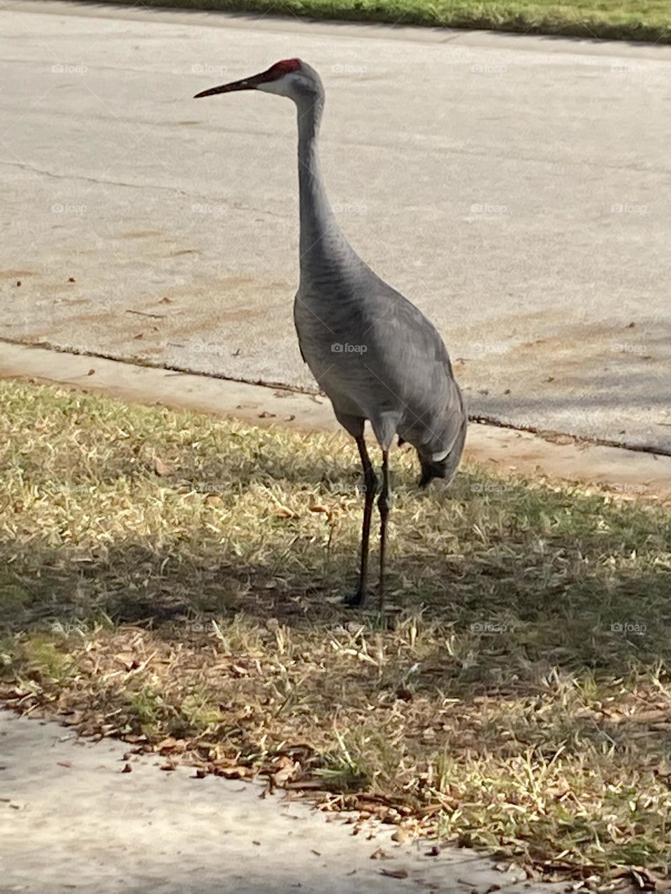 Sandhill crane