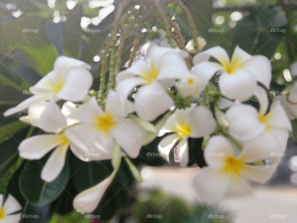 Beautiful Plumeria Flowers