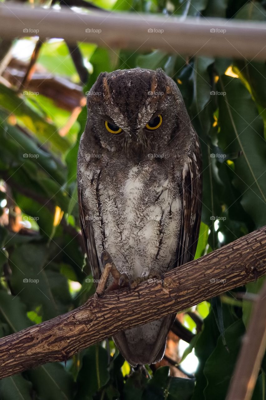 Oriental Scops Owl 
