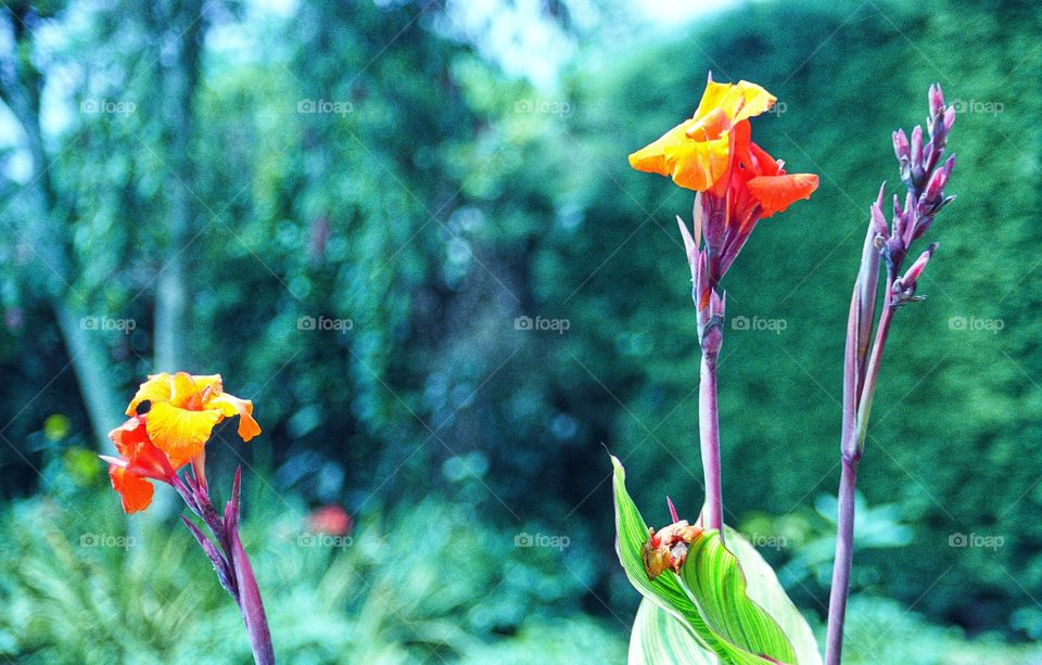 Three Vibrant Canna Lilly Stems