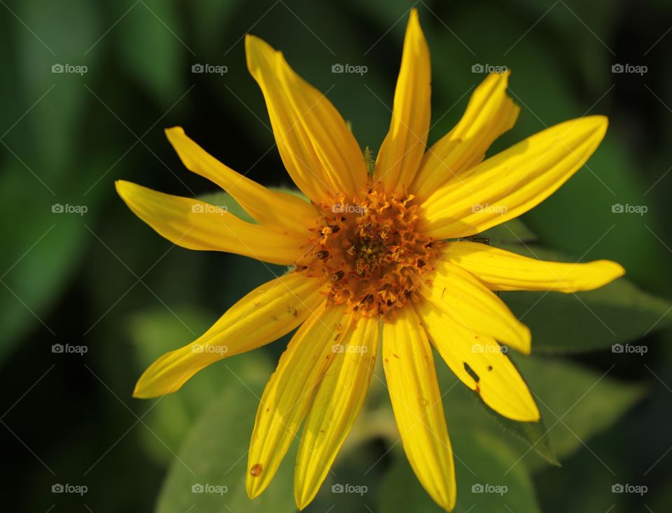 small sunflower