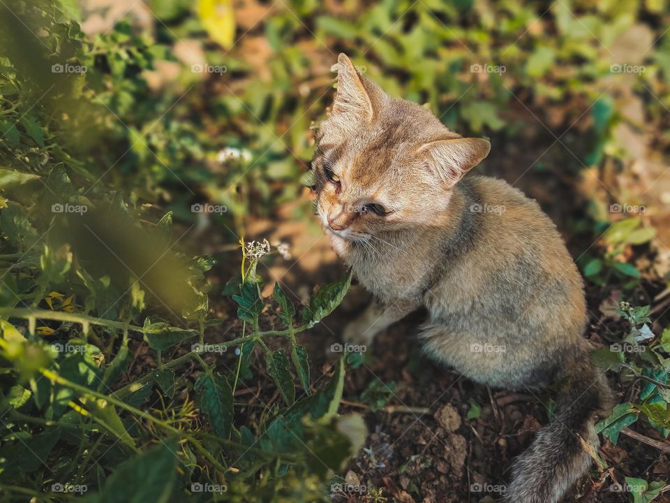 A cat in the shade