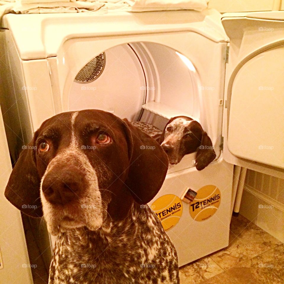 German Shorthair dog in dryer