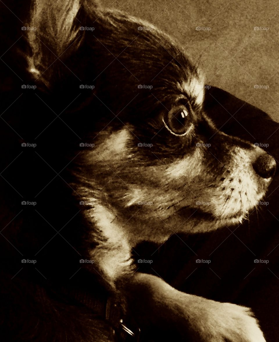 Serious Chihuahua . Dog profile pic 