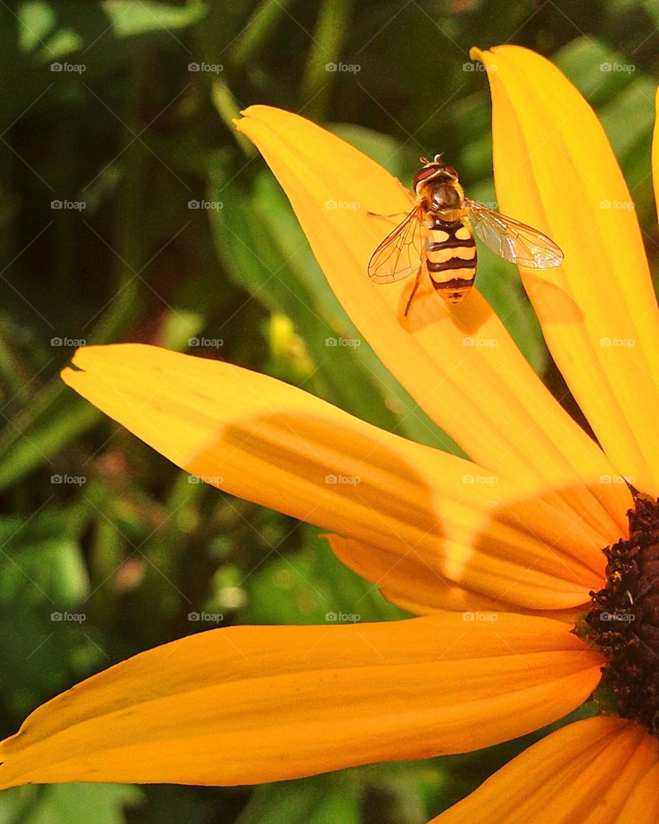 Golden Wasp