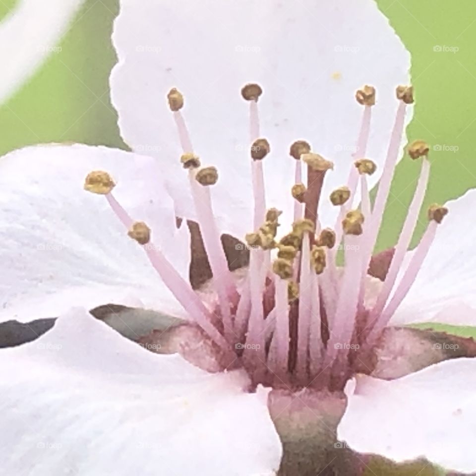 Cherry tree blossom flower