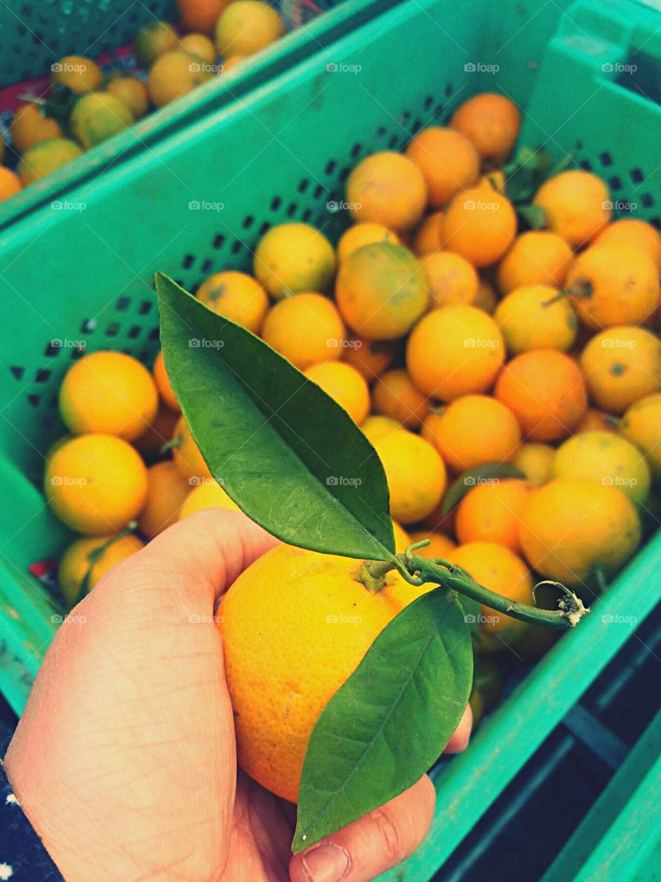 Local mandarine in Malta