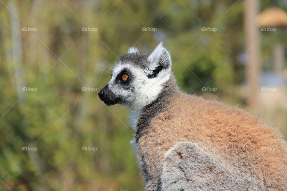 Lemur