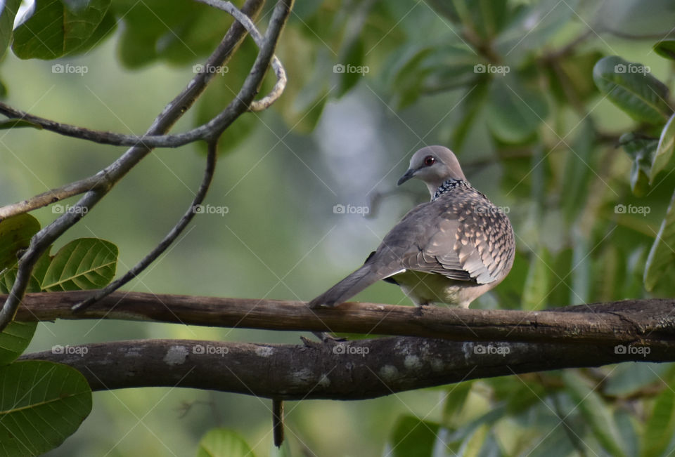 pigeon looking eyes on branch