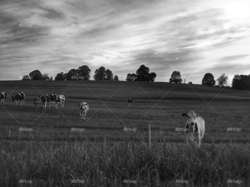 Black and white pasture