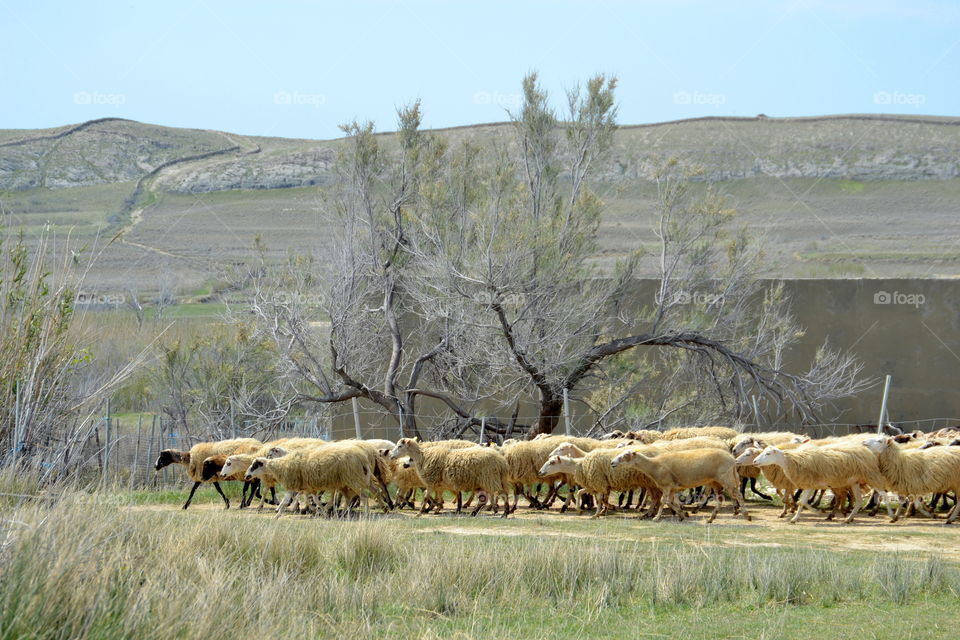 Sheep parade