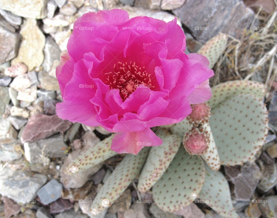 close up of pink flower of Fat plant from Nevada desert