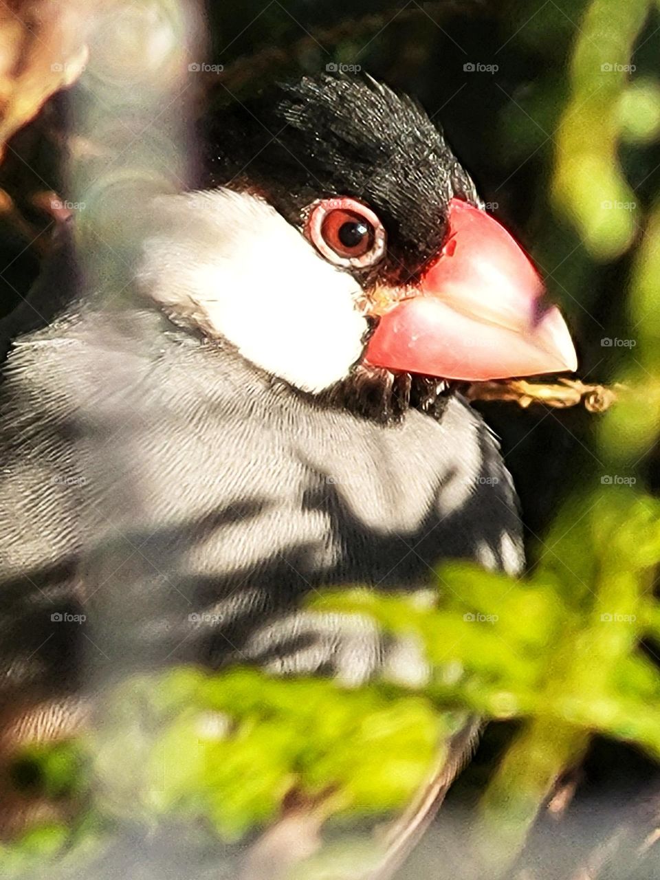 Beautiful bird in the sunshine
