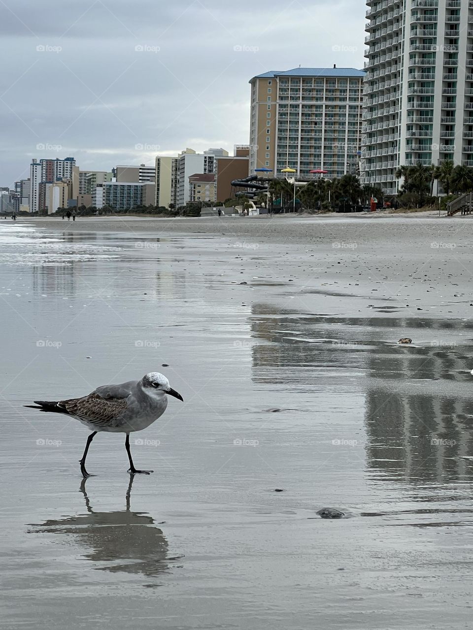 Bird walking in the beach against palace 