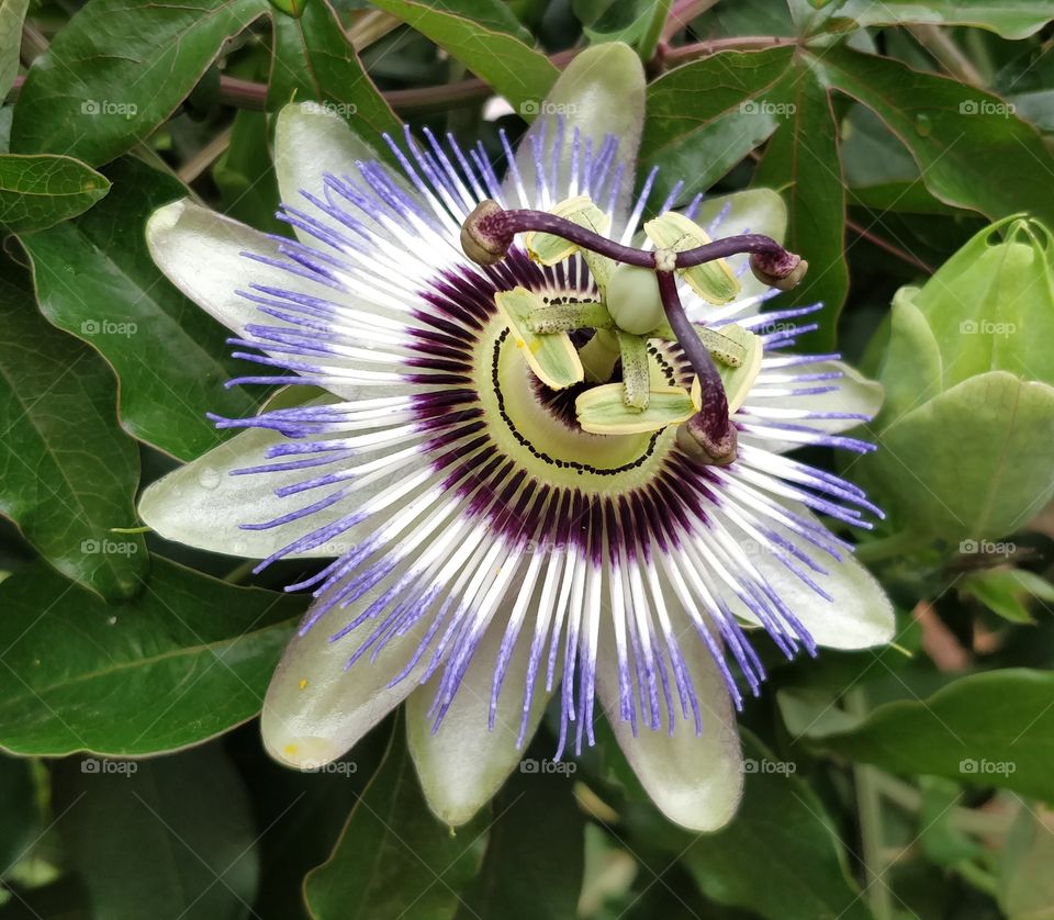 pasiflora strange flower