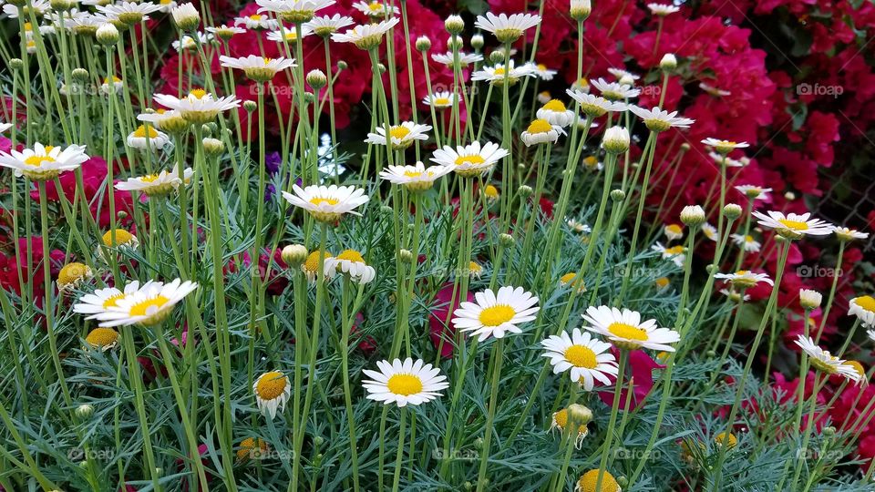 Chamomile flowers