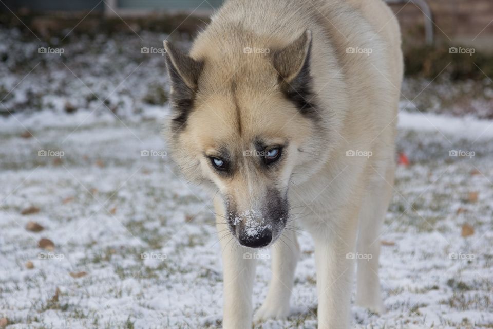 Snow dog 