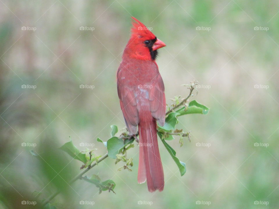 Cardinal