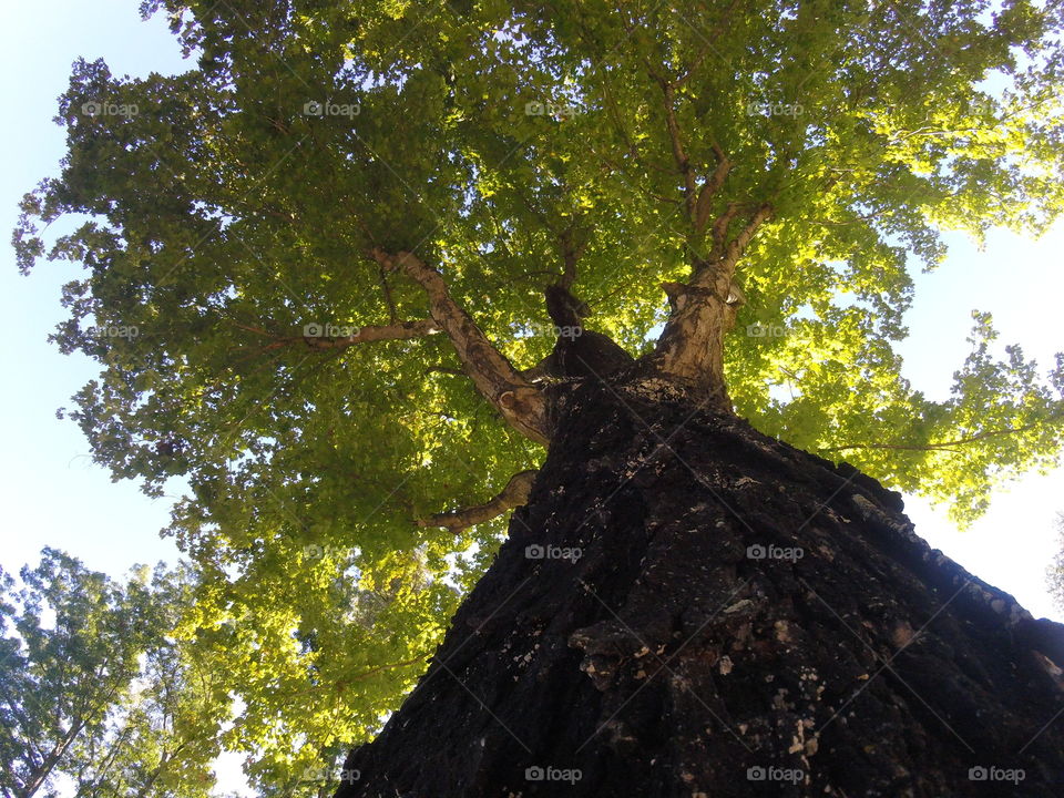 Low angle view of tree