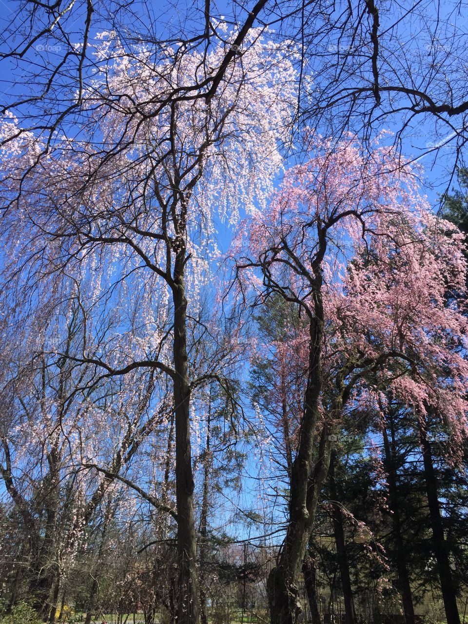 Blooming tree