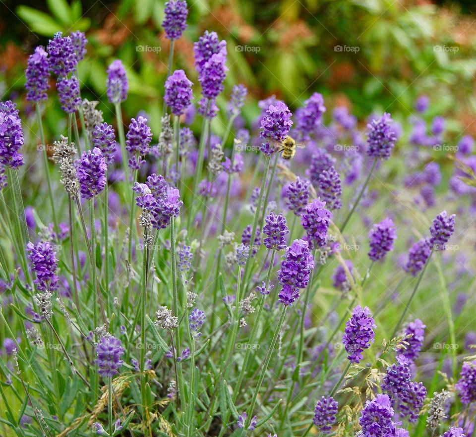 Bee On Lavender 