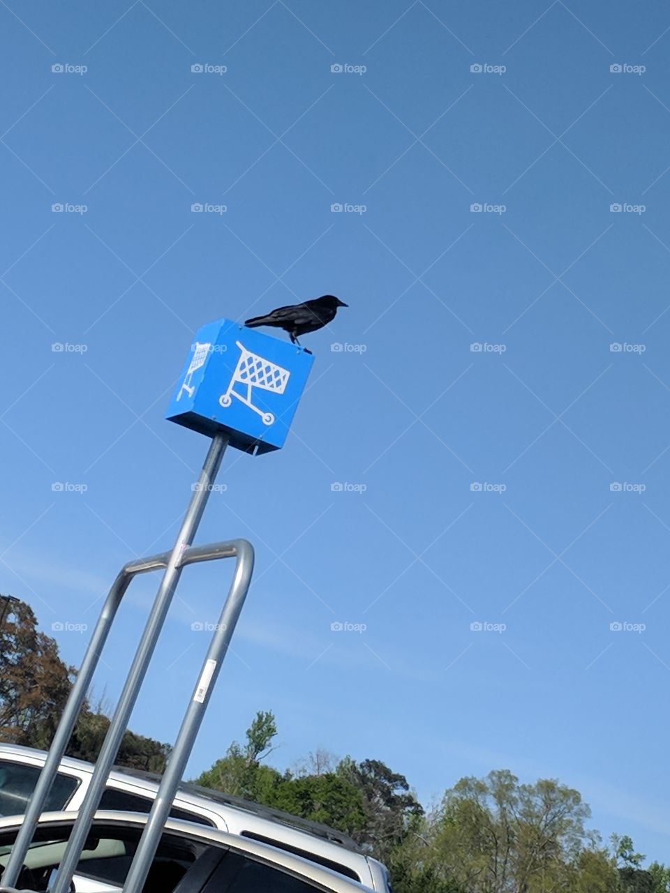 Crow On A Pole