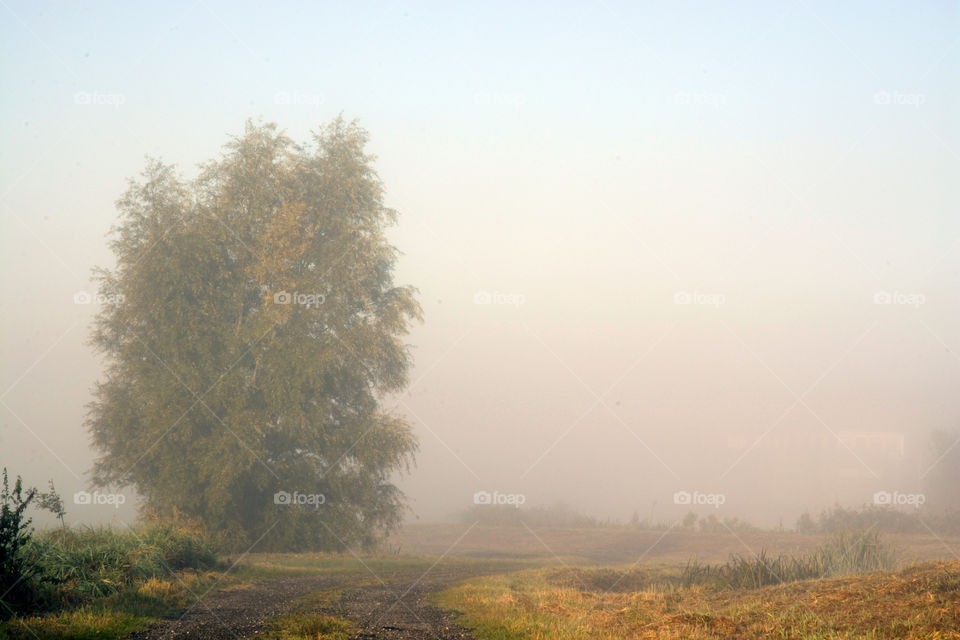 big tree in the field in the foggy mist