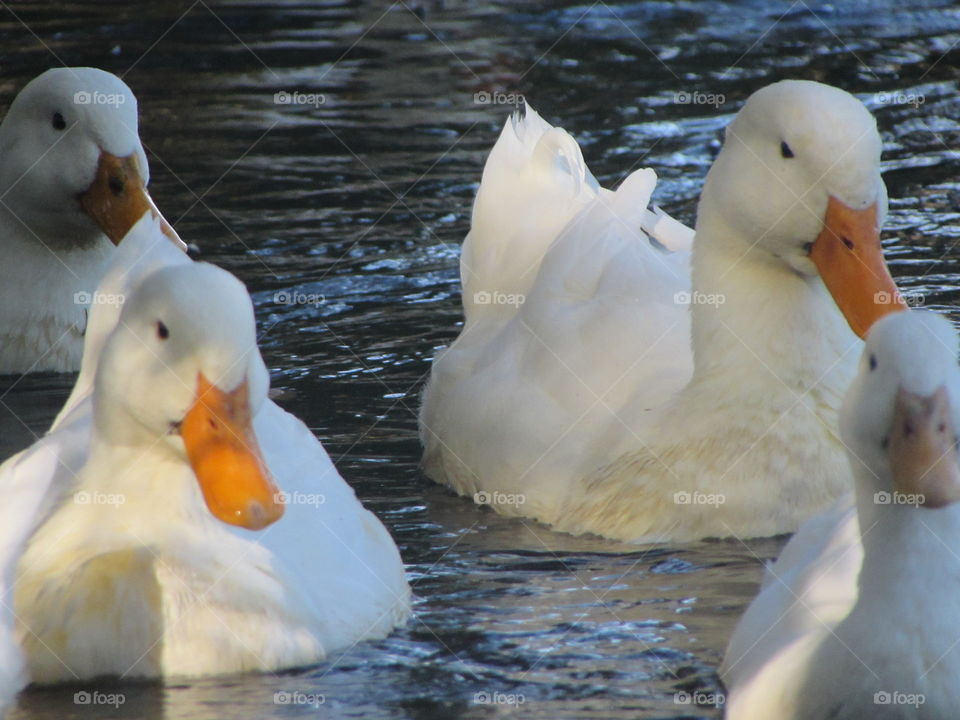 three' s company. three ducks swimming together.