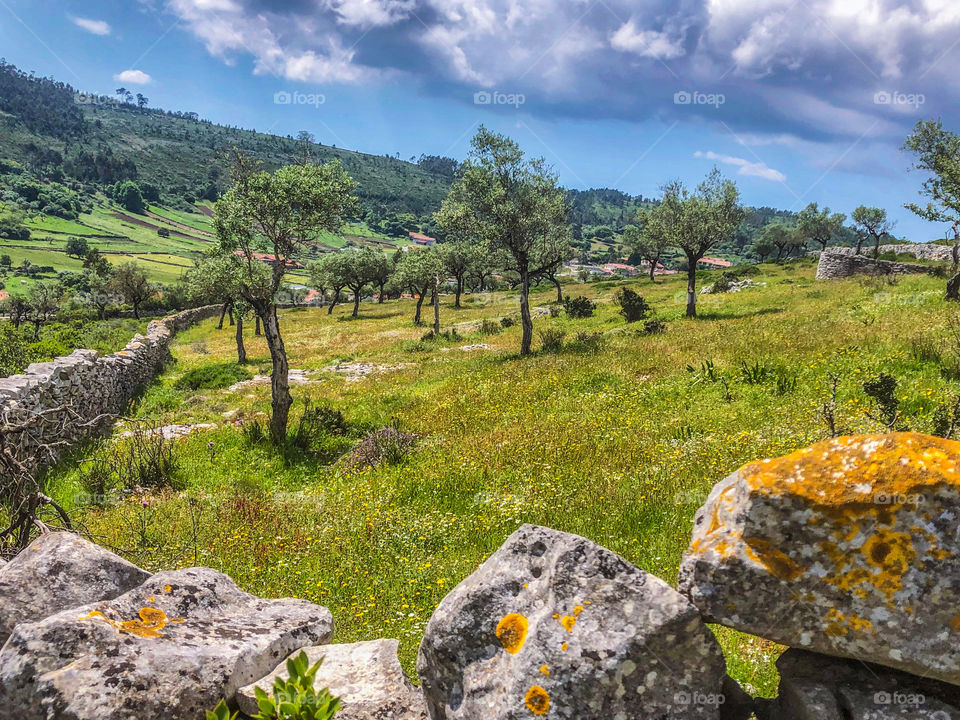 Countryside scene near, with a stone wall and olive trees, Fórnea, Porto de Mòs, Portugal - May 2020